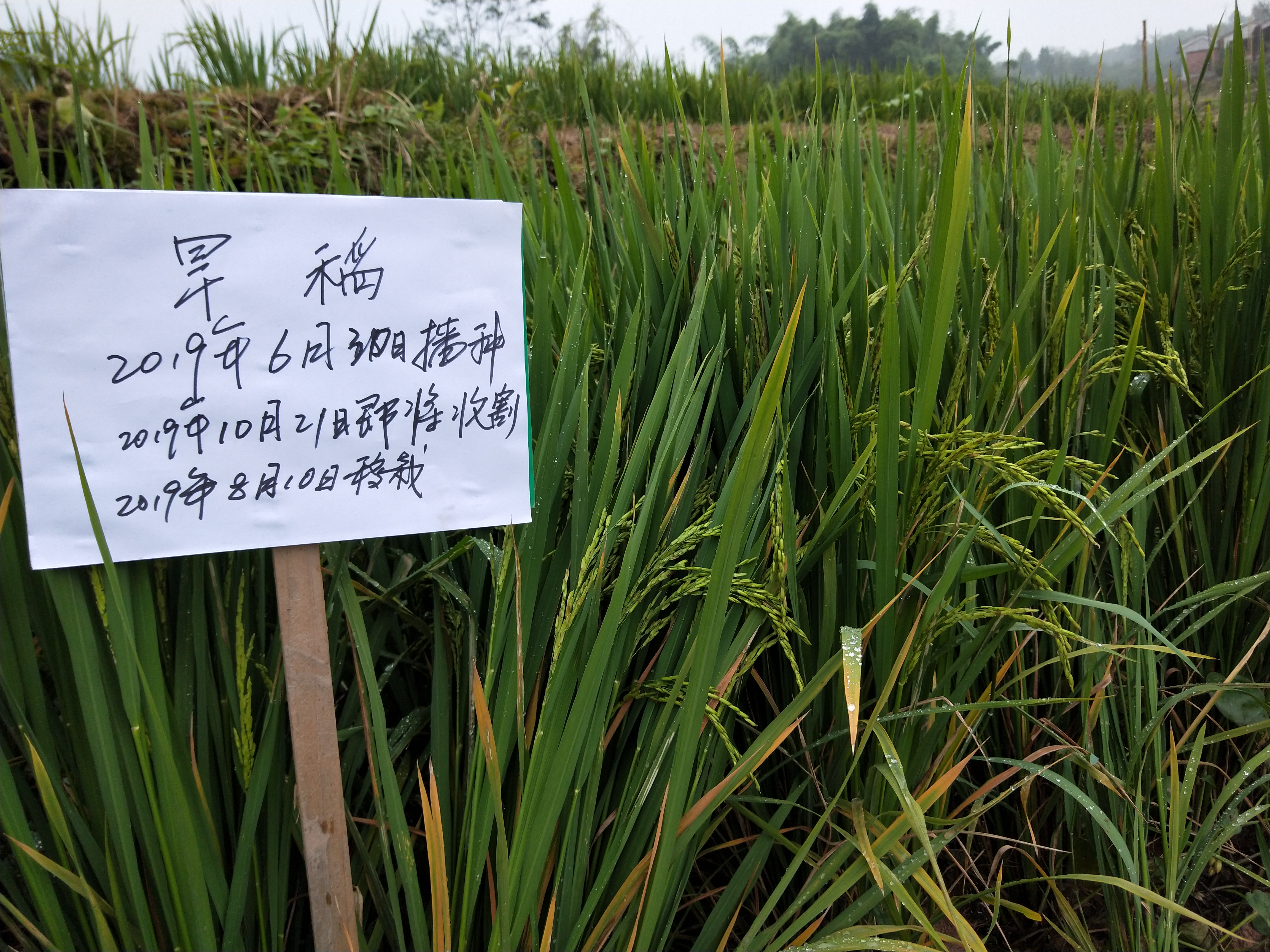 北碚区农技协联合会旱稻试验田种植成功